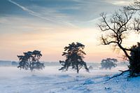 Winter sunset in The Hoge Veluwe National Park