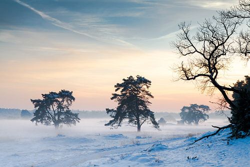 Winterschemering op de Hoge Veluwe