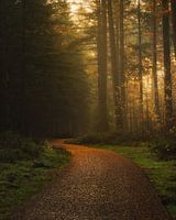 Wandelpad naar het bos
