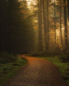 Sentier vers la forêt sur Remy de Wal