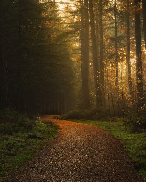 Footpath to the forest by Remy de Wal