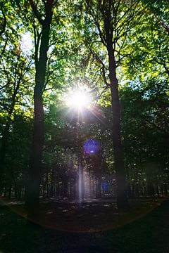 Lumière du soleil dans la forêt entre les arbres sur Jurjen Jan Snikkenburg