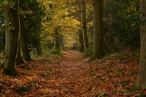 Automne dans la forêt