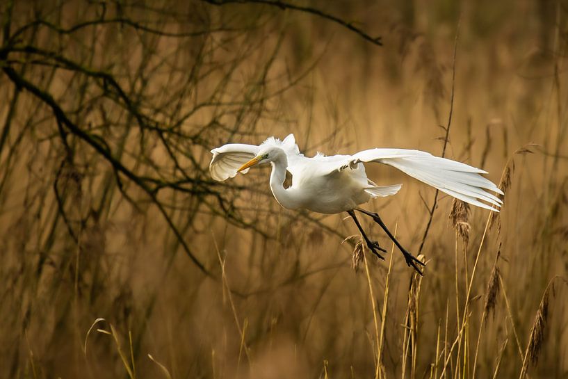 Grote witte reiger van Peter Deschepper