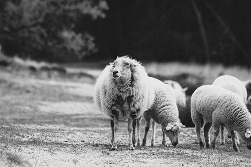 Sheep in the dunes of Drunen