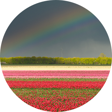 tulpen in de polder van Arjan Keers