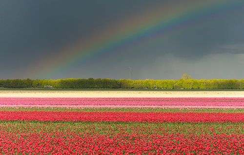 tulipfields under a rainbow