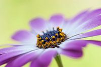 Purple flower with light green background