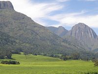 Tea fields Malawi Mulanje Mountains