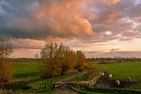 Gelderse Waard in laat avondlicht