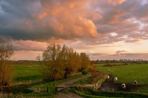 Gelderse Waard in laat avondlicht van Gert van Eck