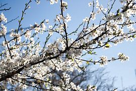 White blossom van Robin Groen