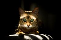 Playful, like the light