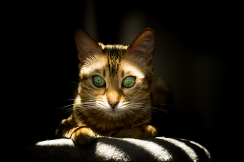 Playful, like the light