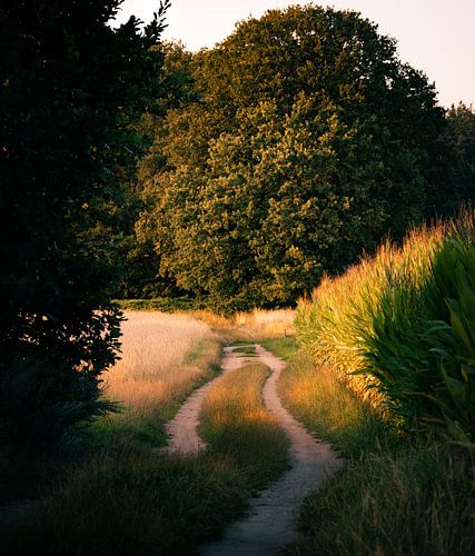 Route de campagne vers la forêt