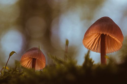 Tussen licht en leven