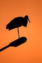 Stork bei Sonnenuntergang von Edwin Butter Miniaturansicht