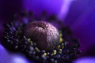 deep purple von Claudia Moeckel Miniaturansicht