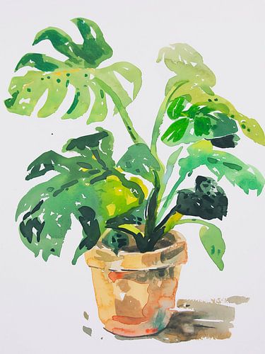 Monstera plant