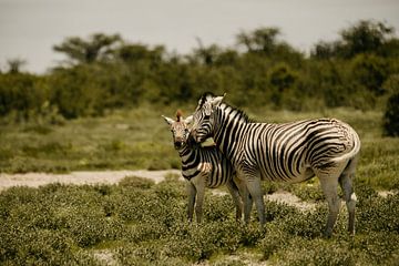 Mère et enfant zèbre dans le parc national d'Etosha sur Leen Van de Sande