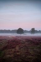 Mistige heide