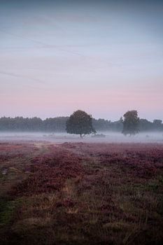 Foggy heathland