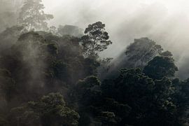 Foggy Mountain Forest @ Golden Hour II