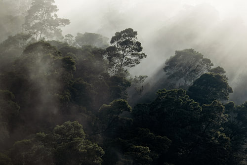 Foggy Mountain Forest @ Golden Hour II