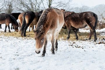 exmoor pony's in de sneeuw van Ronenvief