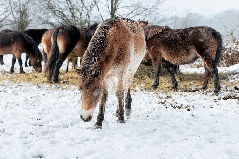 exmoor ponies in the snow by picsbyronenvief
