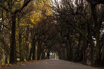 Poort van bomen van Guido Veenstra