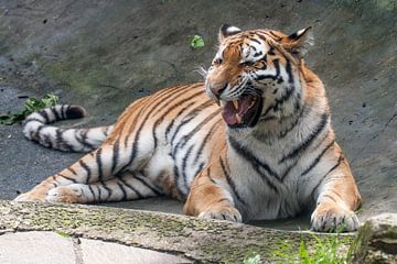 Siberian Tiger : Animal Park Amersfoort by Loek Lobel