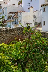 Orangenbaum vor Steinbrücke in Spanien
