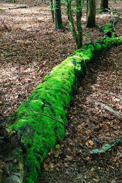 Wildromantischer Kellerwald von Thomas Jäger