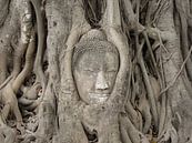 Treehug by Aart Prikker thumbnail