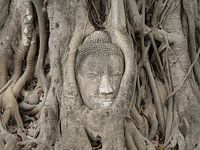 Treehug