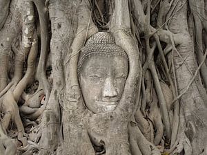 Treehug