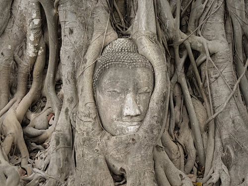 Treehug van Aart Prikker