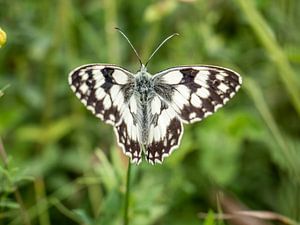 Schachbrett (Melanargia galathea) auf einer Wiese