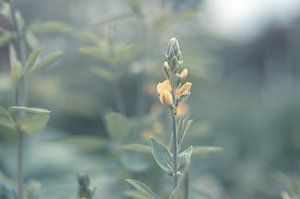 Blumen Teil 129