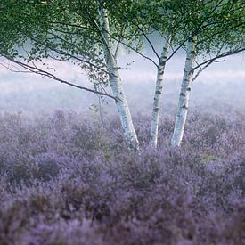 Birke im Morgennebel auf der Heidelandschaft von Wim Verhoeve