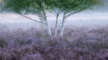 Bouleau dans la brume matinale sur la lande sur Wim Verhoeve