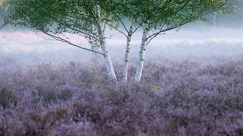 Birches in the morning mist on the moors by Wim Verhoeve
