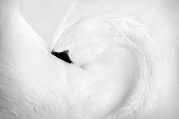 The beautiful swan by Elianne van Turennout