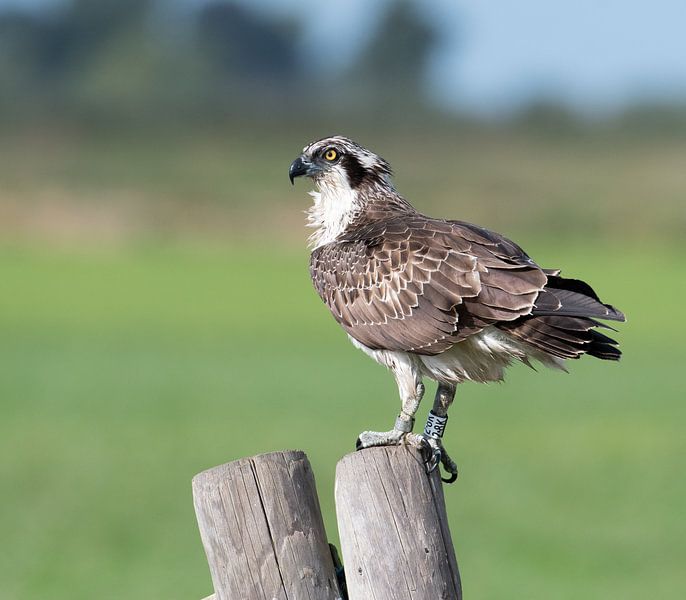 osprey by Michel Van Giersbergen