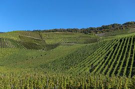 Graach vines by Richard Wareham