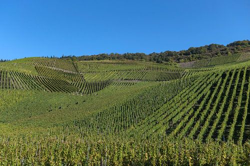 Graach druivenranken