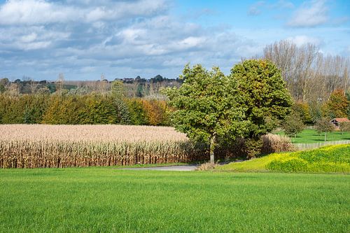 Groene en gouden velden van het Pajottenland