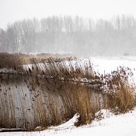 Winter in the forelands of the ijssel by Thomas Winters