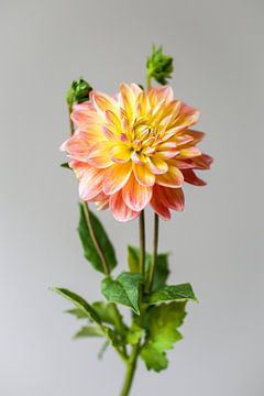 Dahlienblüte von Carla Van Iersel